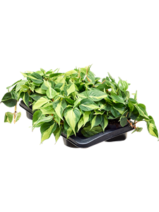 Philodendron scandens 'Brasil' 6/tray Tuft