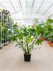 Philodendron 'Green Wonder' Bush