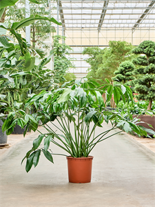 Philodendron 'Green Wonder' Bush