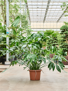 Philodendron 'Green Wonder' Bush