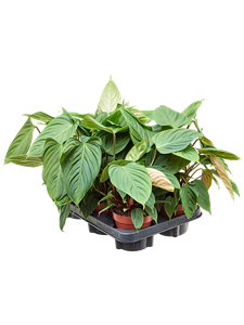 Philodendron nangaritense 6/tray