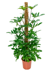 Philodendron pedatum On moss-pole 150