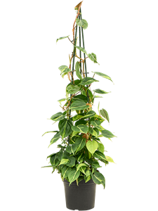 Philodendron scandens 'Brasil' Pyramid