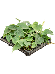 Philodendron scandens 12/tray