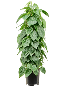 Philodendron scandens On moss-pole 80