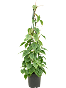 Philodendron scandens Pyramid