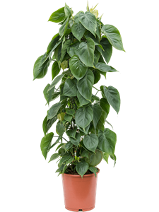 Philodendron scandens Column