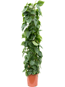 Philodendron scandens Column