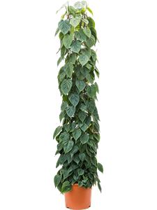 Philodendron scandens Column 180