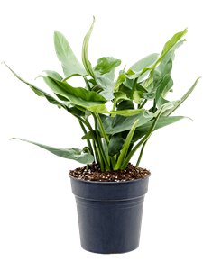 Philodendron 'Silver `Queen'