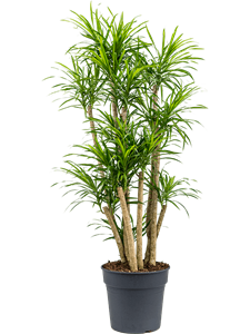 Pleomele (Dracaena) 'Anita Variegata' Branched