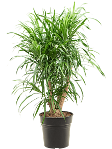 Pleomele (Dracaena) 'Anita Variegata' Branched