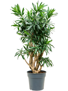 Pleomele (Dracaena) reflexa Branched