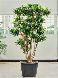 Pleomele (Dracaena) reflexa 'Song of Sri Lanka' Branched