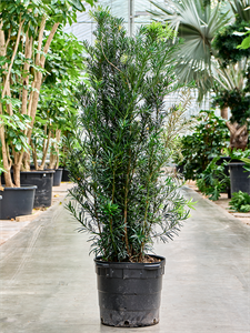 Podocarpus macrophyllus 'Maki' Bush