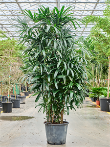 Rhapis excelsa Tuft