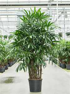 Rhapis excelsa (210-250) Tuft