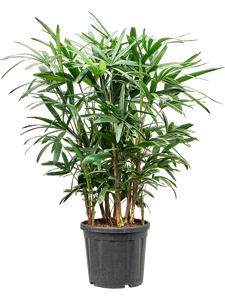 Rhapis excelsa (100-140) Tuft