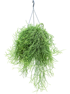 Rhipsalis heteroclada Hanger