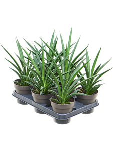 Sansevieria 'Comet Amazon Green' 6/tray