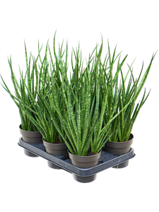 Sansevieria 'Comet Kichaka' 6/tray, 41786