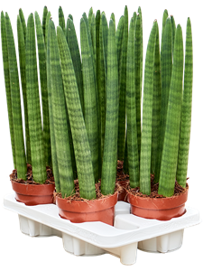 Sansevieria cylindrica 'Straight' 4/tray Tuft