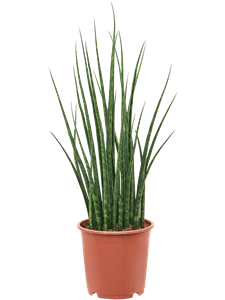 Sansevieria cylindrica 'Fernwood Mikado' Tuft