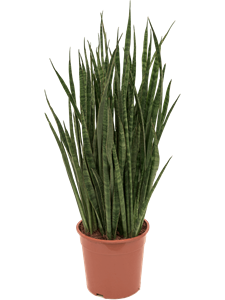 Sansevieria kirkii Tuft, 41789