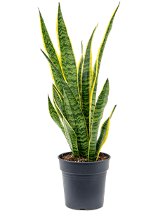 Sansevieria trifasciata 'Laurentii' Tuft