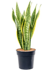 Sansevieria trifasciata 'Laurentii' Tuft