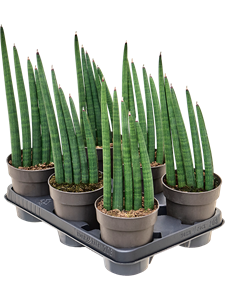 Sansevieria 'Mohawk' 6/tray