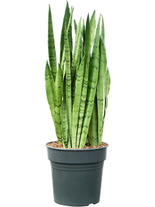 Sansevieria trifasciata 'Silver Mist' Tuft