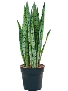 Sansevieria trifasciata 'Silver Mist' Tuft