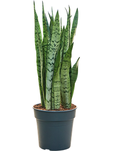 Sansevieria trifasciata 'Silver Mist' Tuft