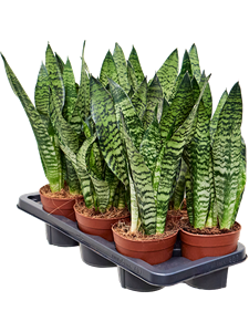 Sansevieria zeylanica 7/tray Tuft