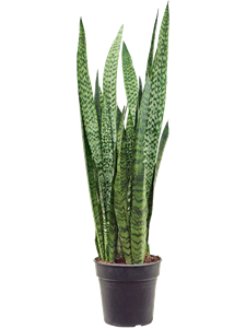 Sansevieria zeylanica Tuft