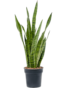 Sansevieria zeylanica Tuft