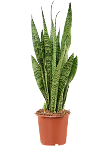 Sansevieria zeylanica