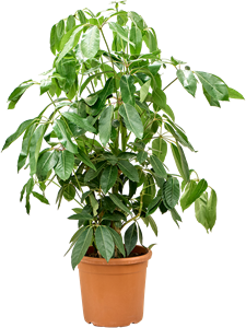 Schefflera actinophylla 'Amate' Tuft