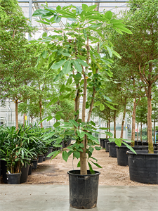 Schefflera actinophylla 'Amate' (270-320) Stem branched