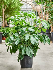 Schefflera actinophylla 'Amate' (170-190) Tuft