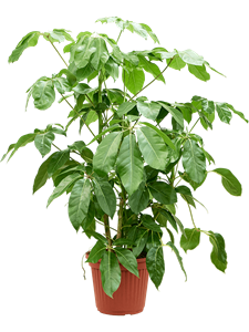 Schefflera actinophylla 'Amate' Tuft