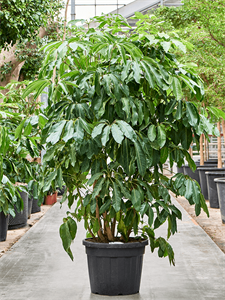 Schefflera actinophylla 'Amate' Tuft (250-300)