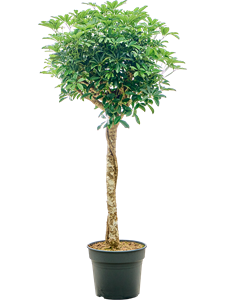 Schefflera arboricola 'Compacta' Stem