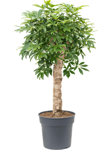 Schefflera arboricola 'Compacta' Stem