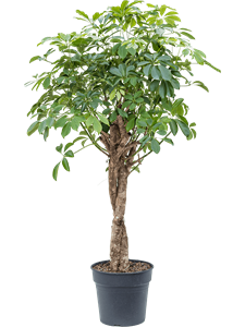 Schefflera arboricola 'Compacta' Stem twist