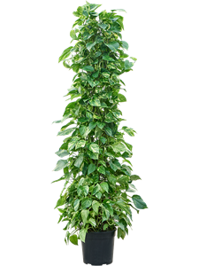 Scindapsus (Epipremnum) 'Aureum' Column