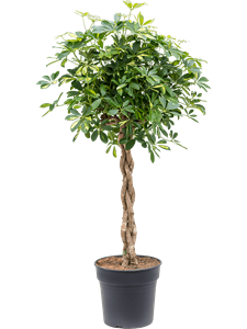 Schefflera arboricola 'Gold Capella' Stem braided