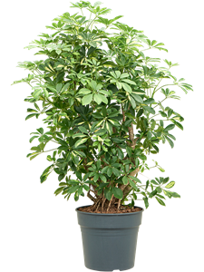 Schefflera arboricola 'Gold Capella' Branched