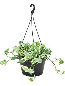 Scindapsus (Epipremnum) 'N'joy' Hanger